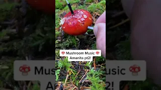Modern Biology - Mushroom music Amanita pt 2 🍄✨🍄 myco transmissions #music #shorts #synth #mushroom