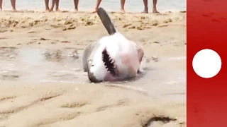 Zwei Meter langer weißer Hai strandet bei der Möwenjagd, Massachusetts