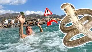 UN SERPENTE MARINO HA MORSO ANTO AL MARE!!! 😨 *chiamiamo un ambulanza 🚑*