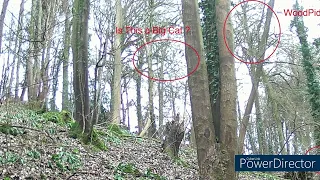 Big Cat ? Chasing Birds Through the trees stroud gloucestershire UK Feb2023