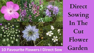 Direct Sowing In The Cut Flower Garden