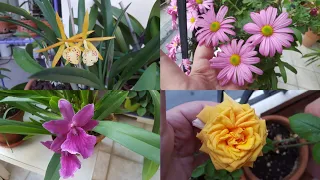 Орхидеи,цветы и другие животные🤣Октябрь 2018