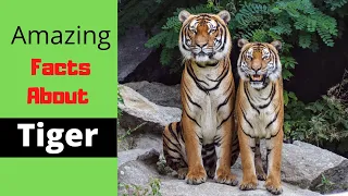 Top 20 erstaunliche Fakten über Tiger