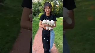 Tik Tok Chó Phốc Sóc Mini 😍 Funny and Cute Pomeranian​ 😍 OMG So Cute Dog 😍Best Funny Cute Pomeranian