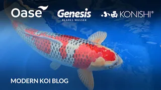 Modern Koi Blog #5640 - Live aus Japan: Spitzenkoi aus der Glashausaufzucht