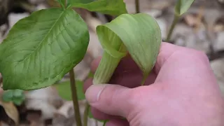 4 Poisonous Plants You SHOULD KNOW When Foraging!