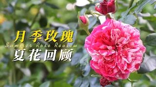 哪款玫瑰最耐晒？ 2023月季玫瑰夏花回顧 | zone9 | Ep21