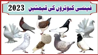 fancy pigeon price in pakistan 2023