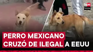 Video: Oso, el perro mexicano que cruzó de ilegal a Estados Unidos, ya fue deportado a su país
