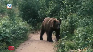 Медведи выходят на улицы города