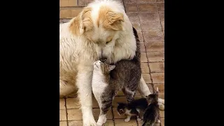 😺 Unconventional family! 🐕 Funny video with dogs, cats and kittens! 😸