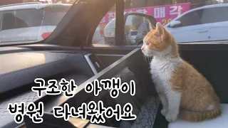 회사에서 구조한 고양이 병원에 다녀왔어요! 과연.. 다리 상태는?