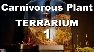 Growing Carnivorous Plants E1: Building a Terrarium