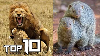 10 Poor Animals That Die After MATING | Things around