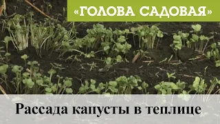 Голова садовая - Рассада капусты в теплице