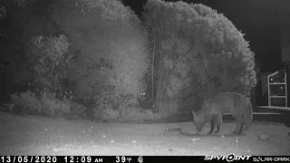 2 foxes chatting 13 May