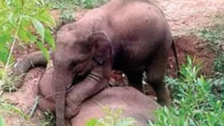 Today most heart breaking news Baby Elephant Tries To Wake Up Dead Mom