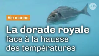 La daurade royale face au changement climatique | Reportage CNRS