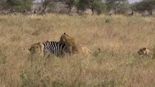 Young lions catch and kill an unfortunate zebra in Serengeti