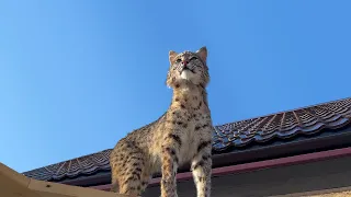 BOBCAT RUFUS TAKES TO THE STREETS FOR THE FIRST TIME THIS YEAR / Simba was angry at the Lynx