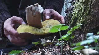 Mushroom picking and cooking, adjustable pan hanger, tarp tent shelter.Survivor skills