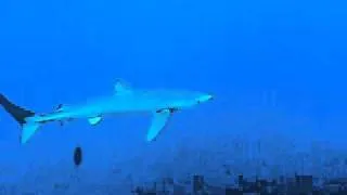 Dive with blue sharks on the Azores