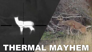 We shot TWO BUCKS with THERMAL ARs!!