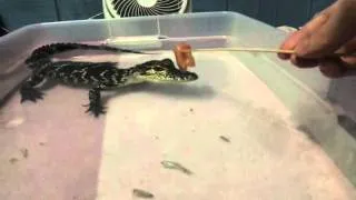 Training My Pet Alligator