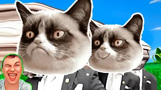 Funny Cute Cats animals - Coffin Dance Song | Mr. COVER