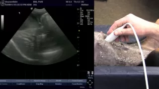 Veterinary Ultrasound Training - Scanning the Liver