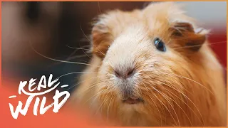 A Guinness World Record Holding Guinea Pig!