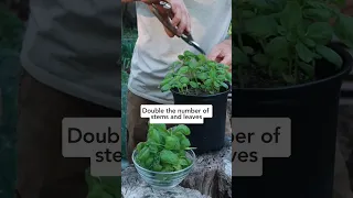 🌱 Get unlimited basil with this 1 simple pruning technique! #pruningbasil #howtoprunebasil