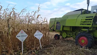 Збирання демо-кукурудзи//Гібрид ДМС КОРАЛ Урожайність 71.3ц/га (12.5%) 08.10.21