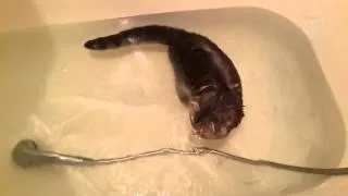 кот принимает ванну