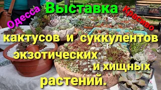 Выставка кактусов и суккулентов. Экзотические растения.