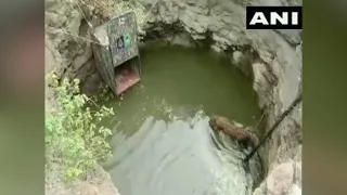 Caught on camera: 4-year-old leopard falls into well in Pune, rescued