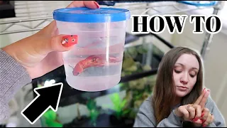 HOW TO PROPERLY PUT YOUR BETTA FISH IN ITS TANK!! | how to acclimate | ItsAnnaLouise