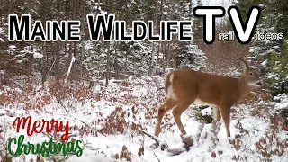 Winter is Coming | Deer Herd | Rabbit | Buck | Trail Cam | Maine Wildlife Trail Video  12.18.21