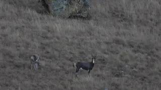 Long Range Hunting South Africa - 885 Yards