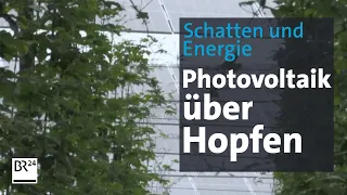 Hopfen und Energie: Doppelte Ernte dank Photovoltaik auf den Stangen | Abendschau | BR24