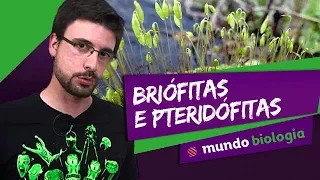 🌿 Botânica (1/5): Briófitas e Pteridófitas - Biologia - ENEM