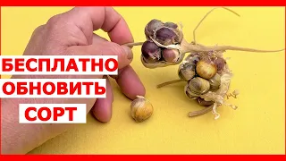 Как вырастить чеснок из бульбочек?