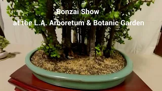 Dwarf Jade Plant Bonsai