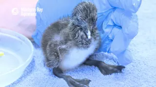 Snack Time with Our New Murre Chick!