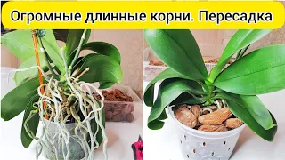 Пересадка орхидеи с ДЛИННЫМИ корнями и ОГРОМНЫМИ воздушными КОРНЯМИ