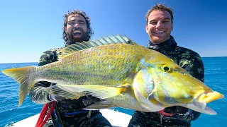 Spearfishing Australia's BEST REEF FISH! (Back 2 Basics) Ep: 23