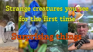 #Wonders of creatures#8 clips that will amaze 🤔😳😵‍💫🐠🪲🐛🕷️you#Untamed nature