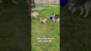 When ya think your lil sis is the toy 🫣 #shorts #shortsvideo  #siberianhusky #huskydog #huskypuppy