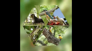 Birding in Singapore-Punggol Park, Part 1. Sep 2023. Can we spot resident and migratory birds here?