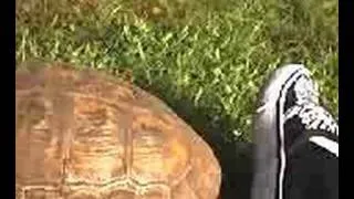 Angry angry tortoise